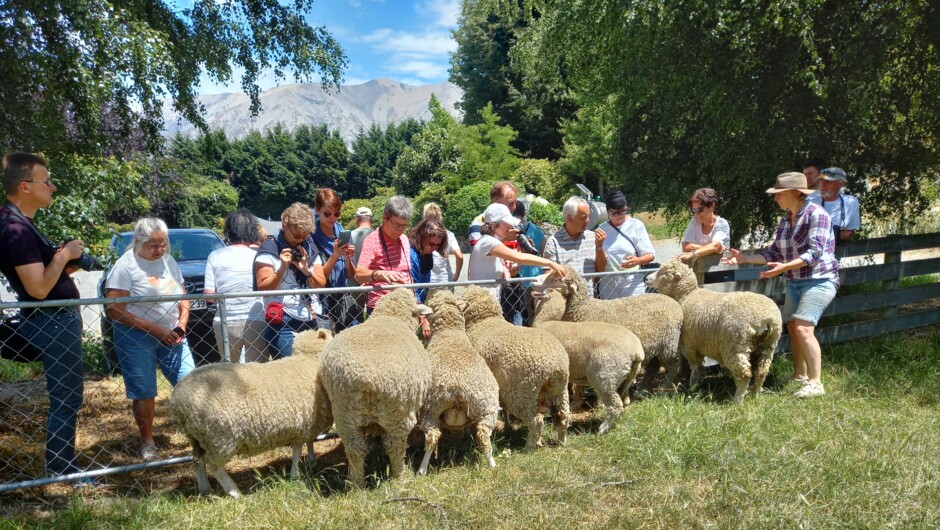 Visitors enjoy the opportunity to feed and handle the sheep at the conclusion of the tour.