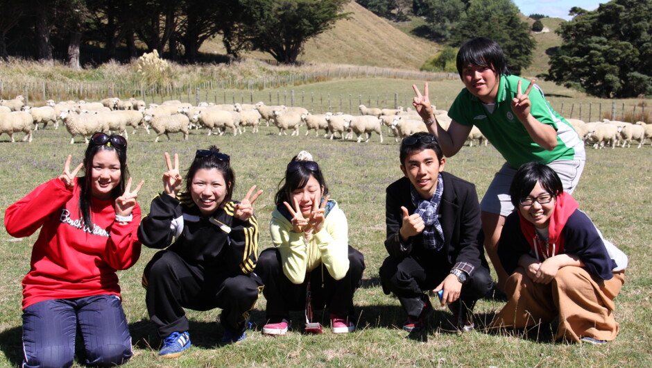 A real working sheep and beef farm