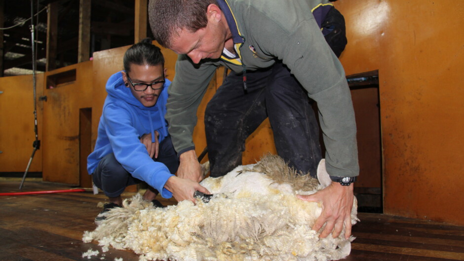 Get up close and personal to a sheep being shorn
