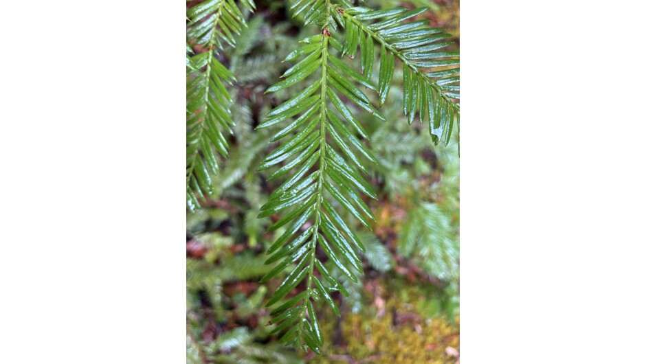 Redwood Forest Rotorua