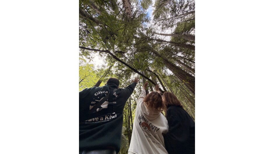 Redwood Forest Rotorua