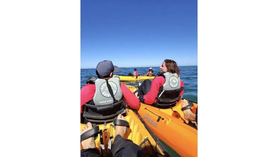 Kayak with dolphins in Kaikōura