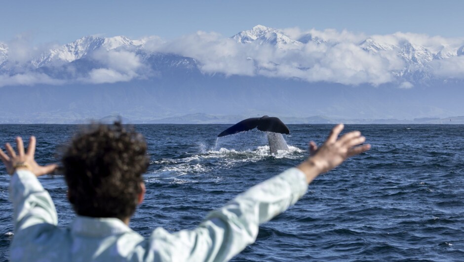 Whale Watching Kaikōura