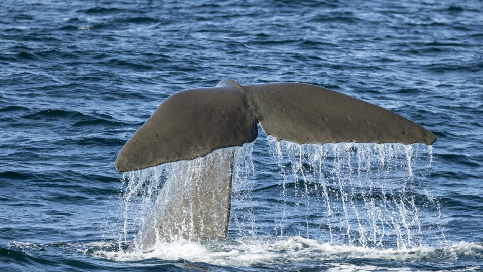 Whale Watching Kaikōura