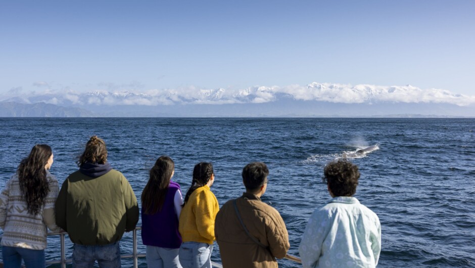 Whale Watching Kaikōura