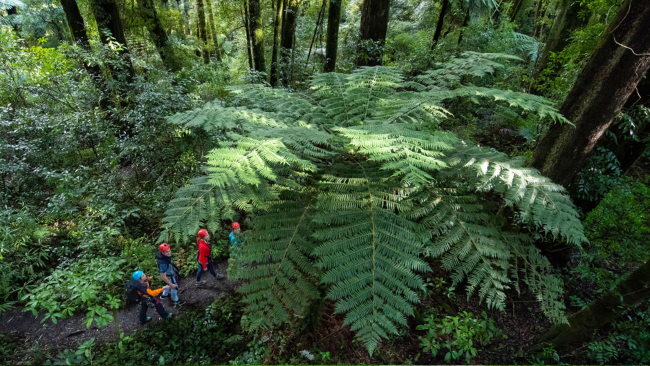 Explore and ancient New Zealand forest