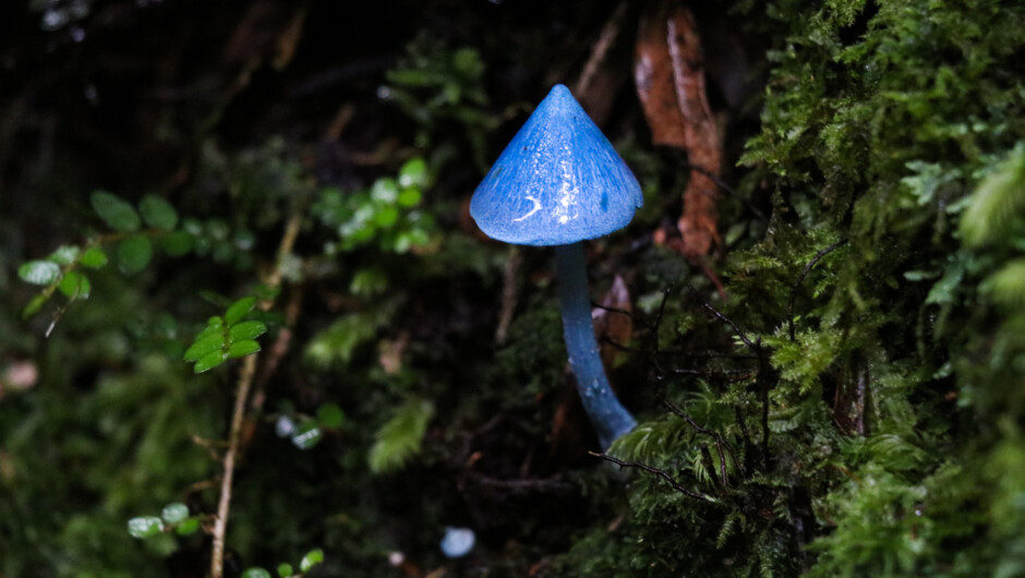 See unique plants, fungi and birdlife