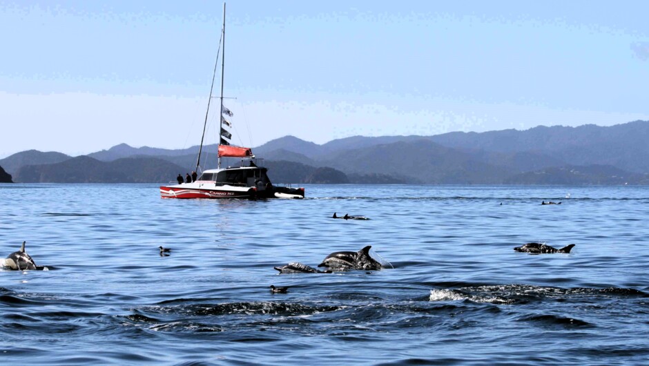 Carino NZ sailing through the Bay of Islands with common dolphins alongside. Wildlife is always wild, and days like this are a real privilege.