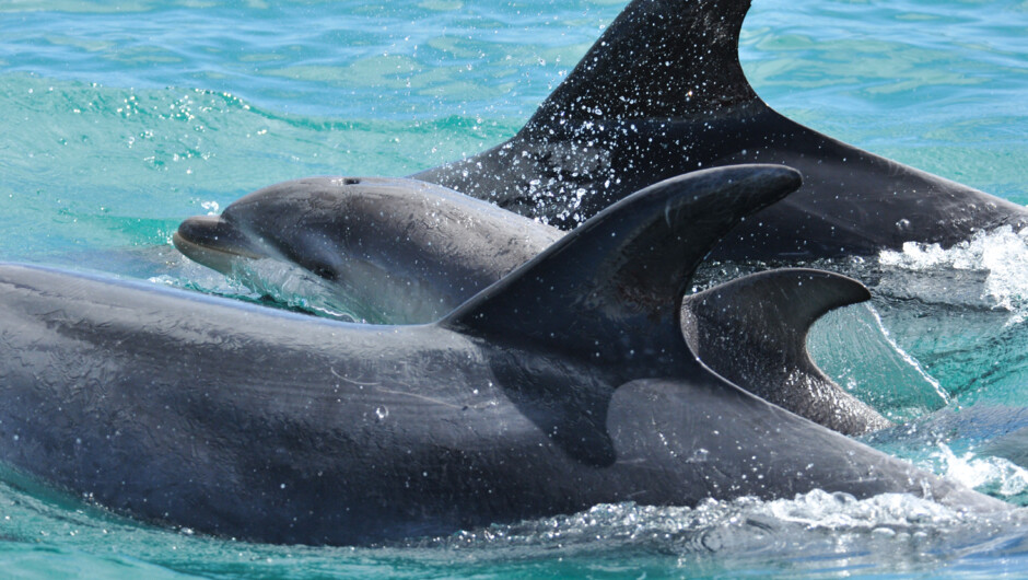 Bottlenose dolphins surfacing with a calf in the Bay of Islands. A quiet breath and a reminder that every wildlife encounter is on their terms.