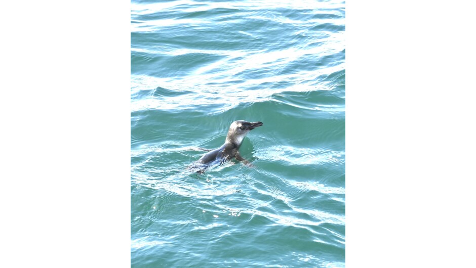 A little blue penguin resting on the water during our Island and Wildlife Day Cruise in the Bay of Islands.