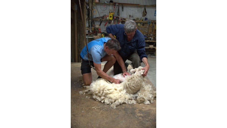 A Day on Birchwood Farm with Farmer John &amp; Kristin: Sheep shearing with a guest having a go