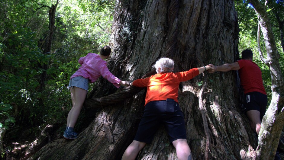 Connecting with this Ancient 2,000 year Old Tōtara Experience