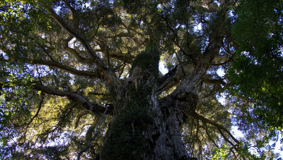 A living legend 2,000 year old Tōtara