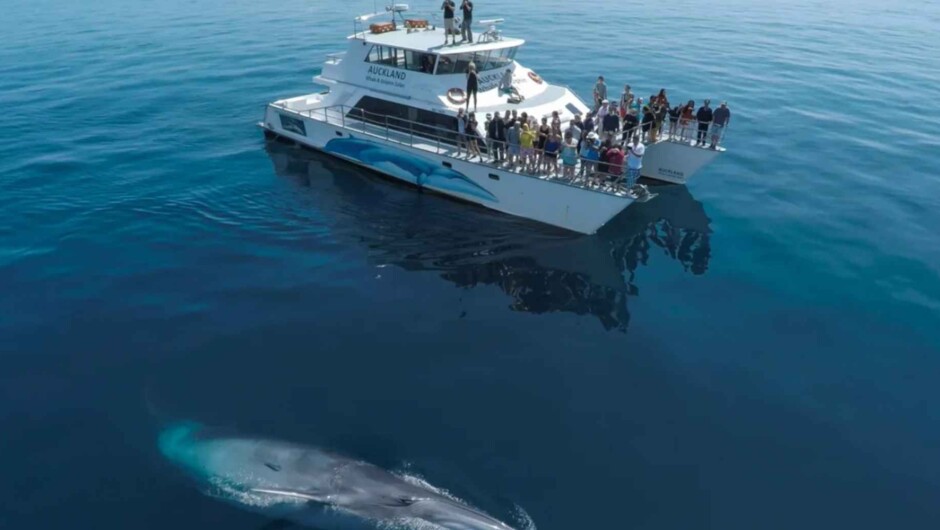 Waiheke Island Tour