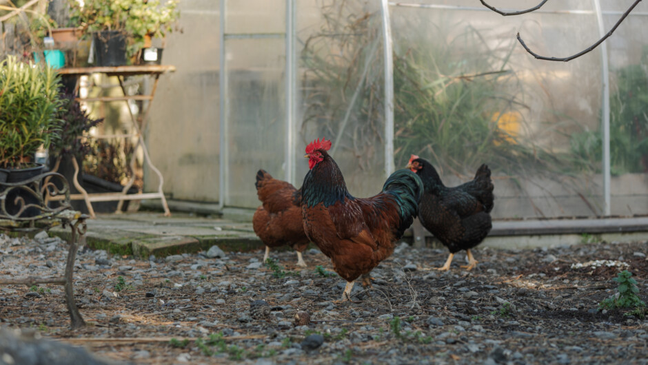 Hapuku Kitchen's free-range heritage chickens - producing both eggs for the cooking school and nutrients for the garden