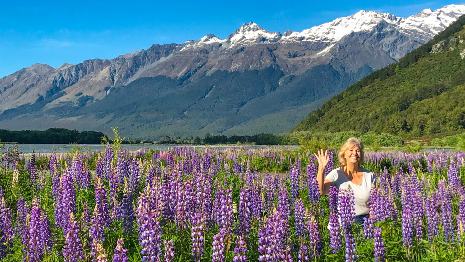 Enjoy the lupins on the South Island.