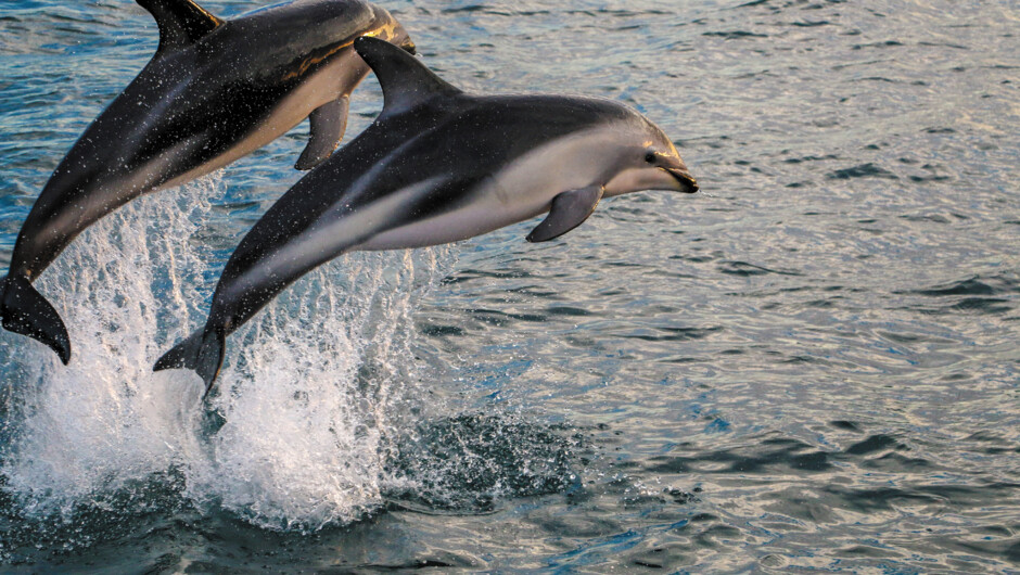 Get up close with Kaikōura's dusky dolphins.