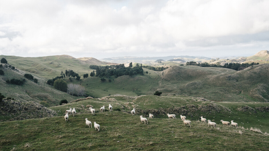 Sheep on the land