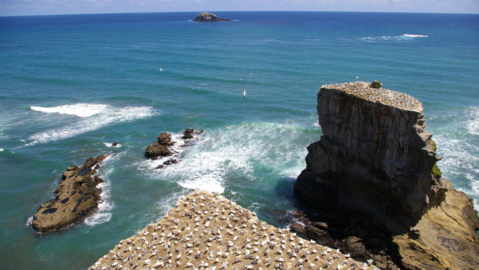 Private Auckland West Coast  Food &amp; Wine Region Tour - TIME Unlimited Tours