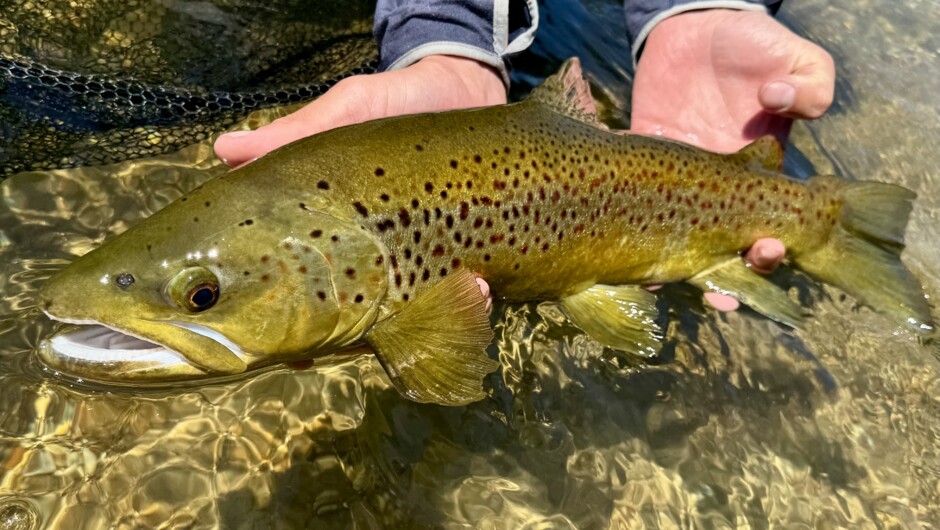 Ollie Bassett Fly Fishing - Tauranga area Brown Trout