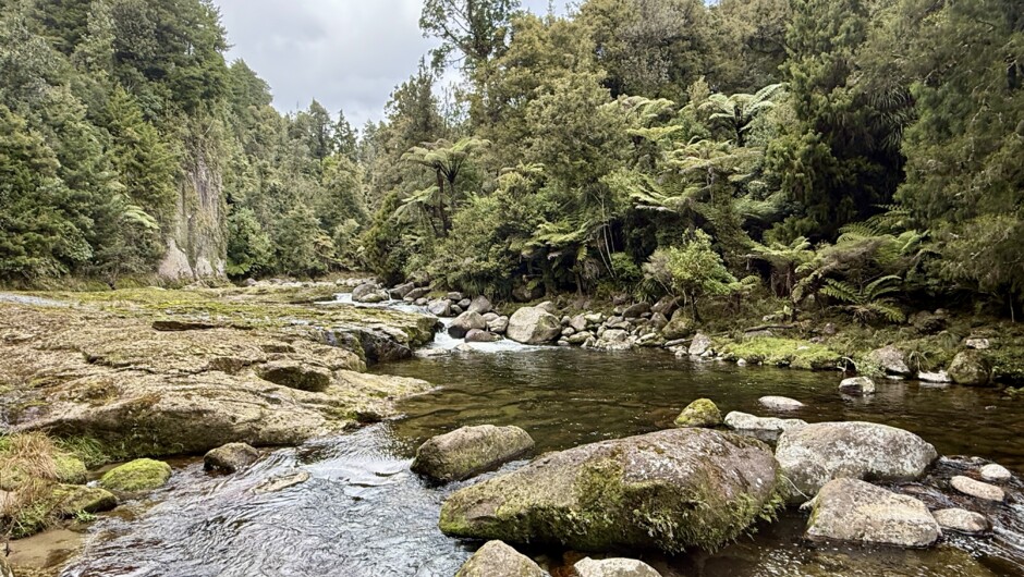 Ollie Bassett Fly Fishing - Kaimai backcountry Fly Fishing