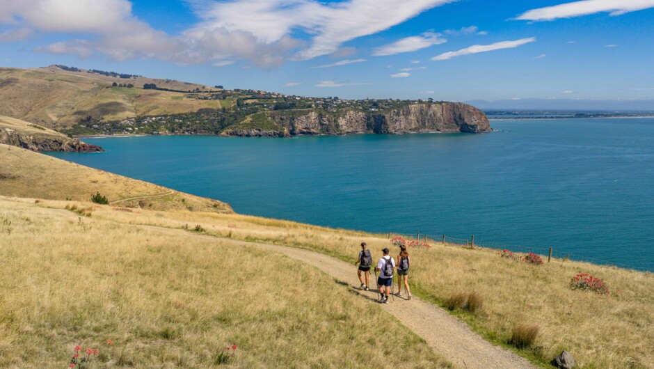 Walking around the loop track at Godley Head
