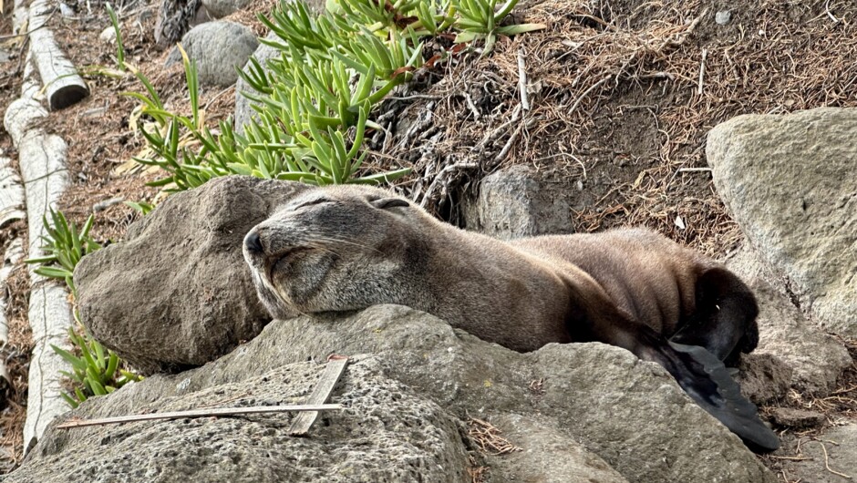 Seal at Taylors Mistake