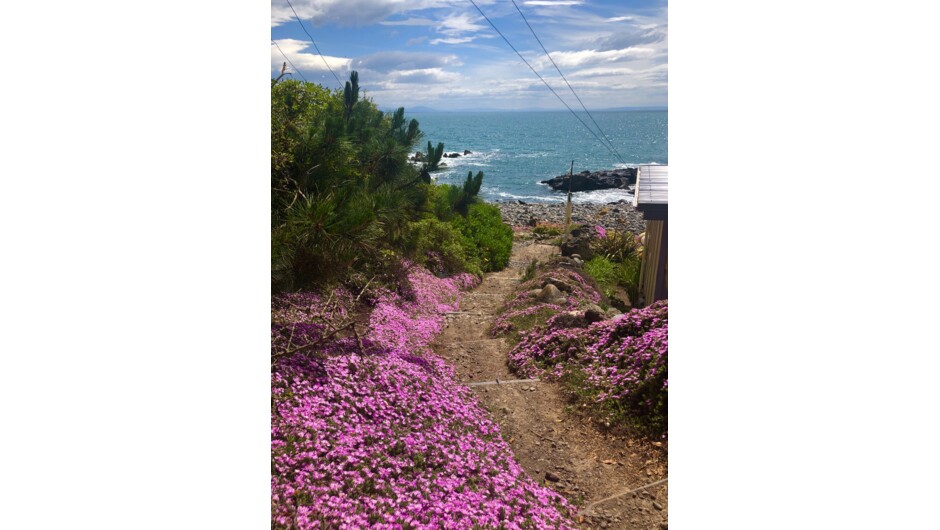 Flowers in bloom at Boulder Bay