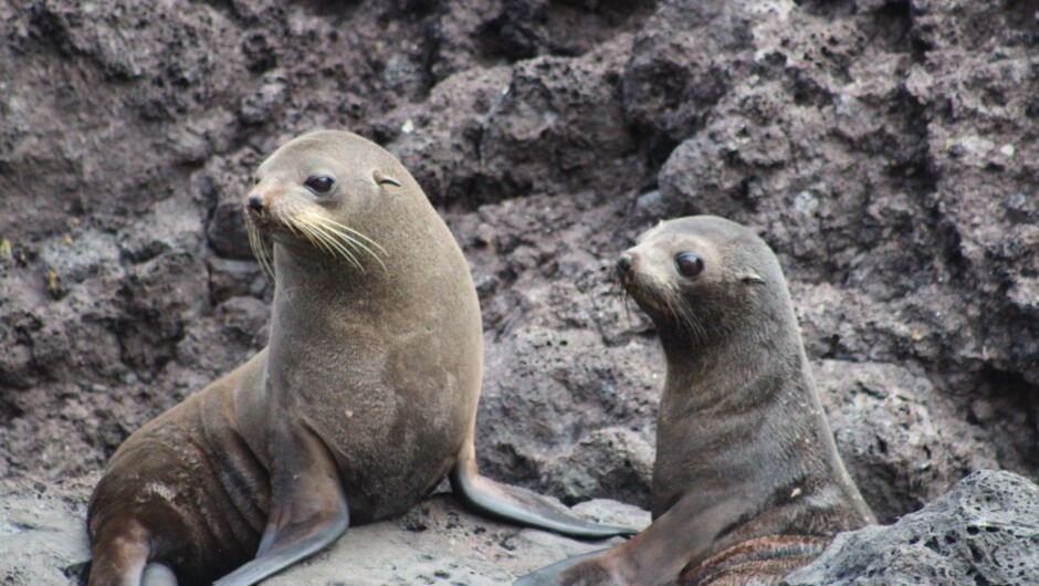 Fur Seals in Akaroa