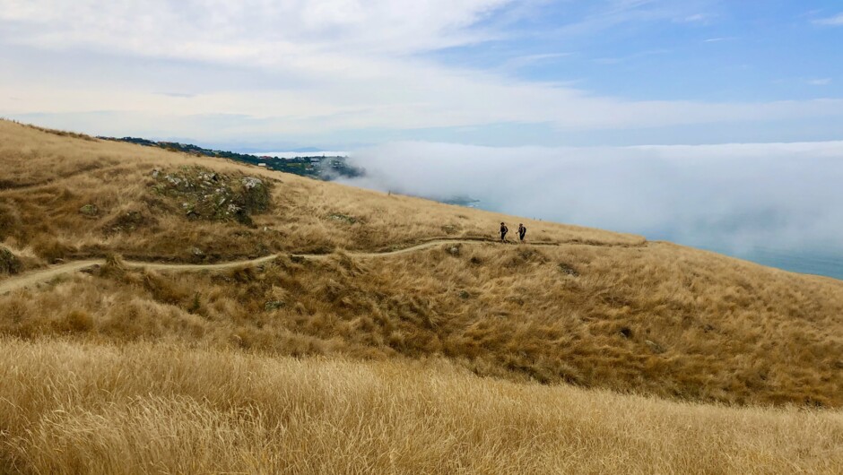 Walking near Godley Head