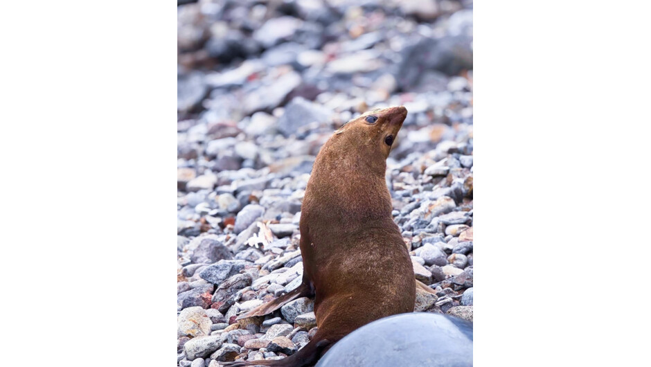 New Zealand Fur Seal at Boulder Bay