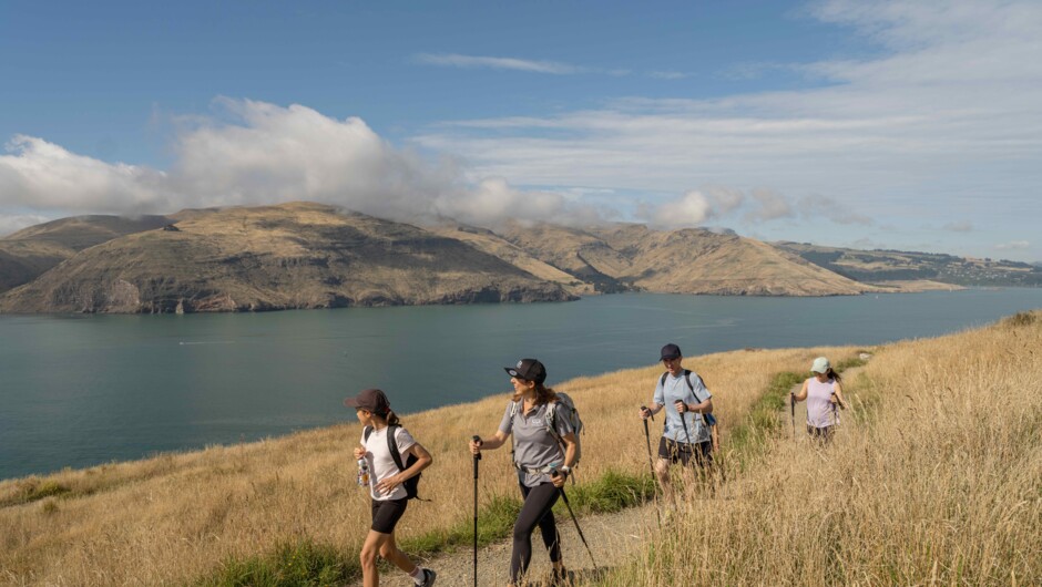 Guided walking near Lyttelton Harbour