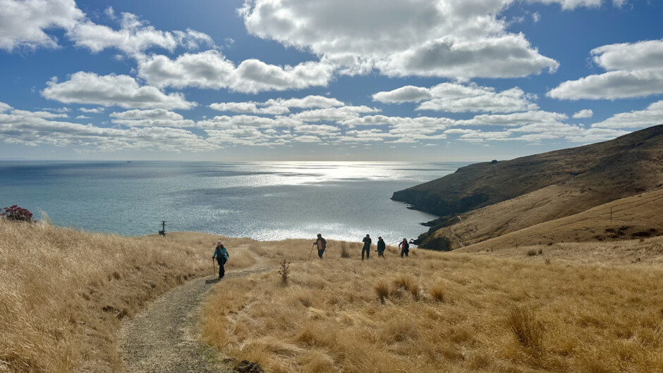 Guided walks at Godley Head