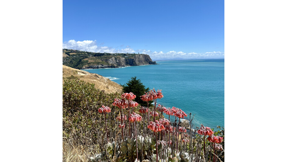 Flowers in bloom on Godley Head Track