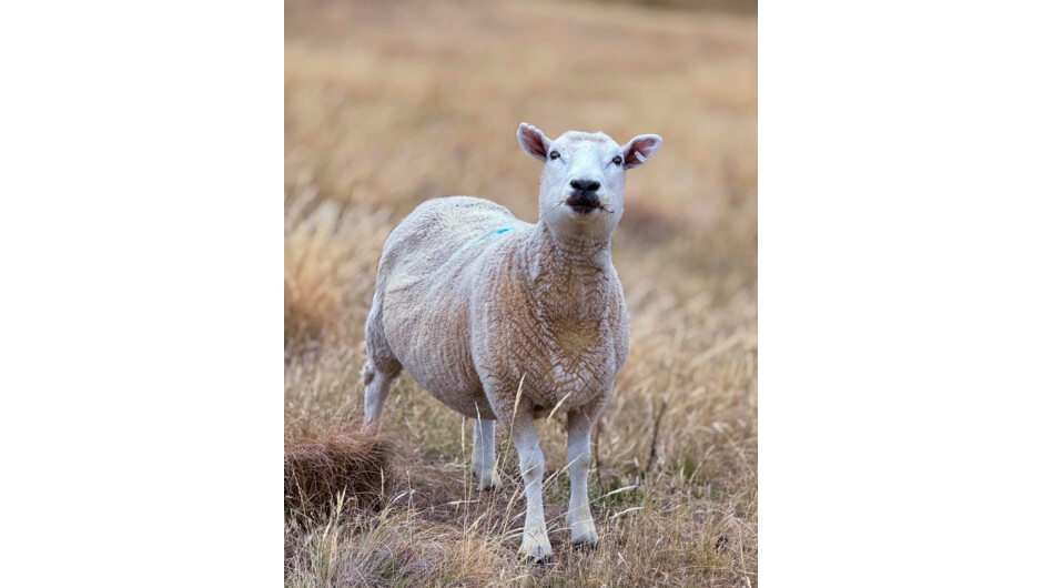 Sheep along the Godley Head Track