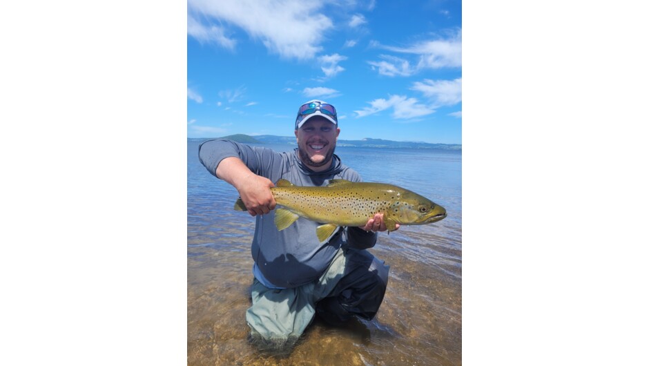 Rotorua brown trout