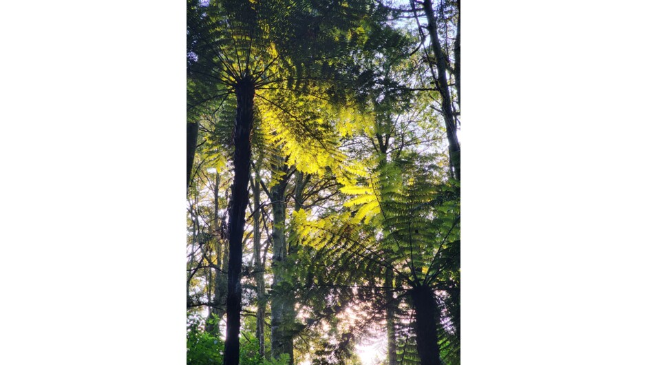 Hidden Springs Retreat