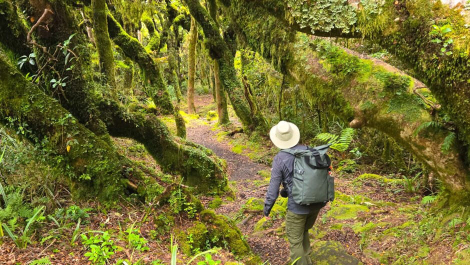 Explore Te Papa-Kura-o-Taranaki/Egmont National Park.