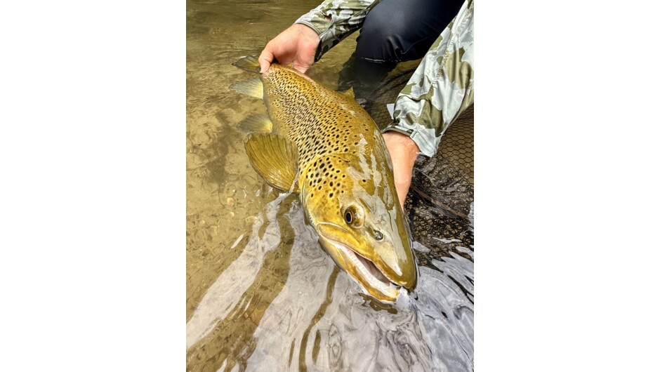 Ollie Bassett Fly Fishing - Tauranga Guided Trips