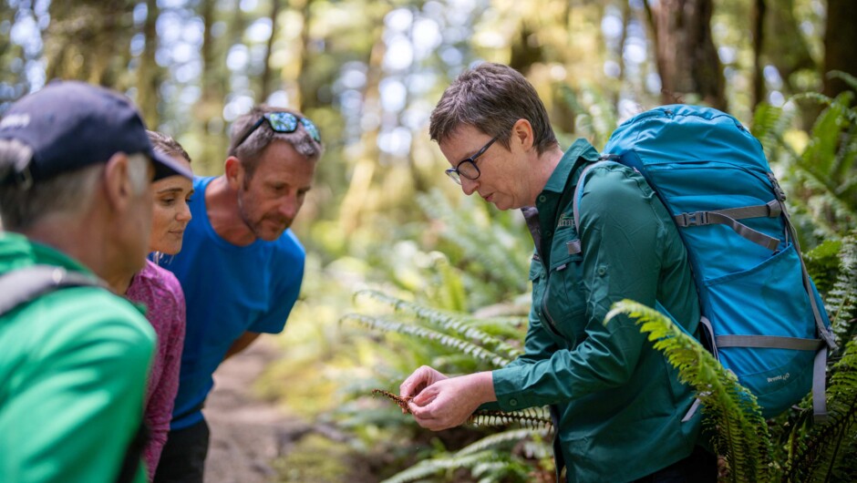 Enjoy expert local guides to share the Fiordland stories along the trails!