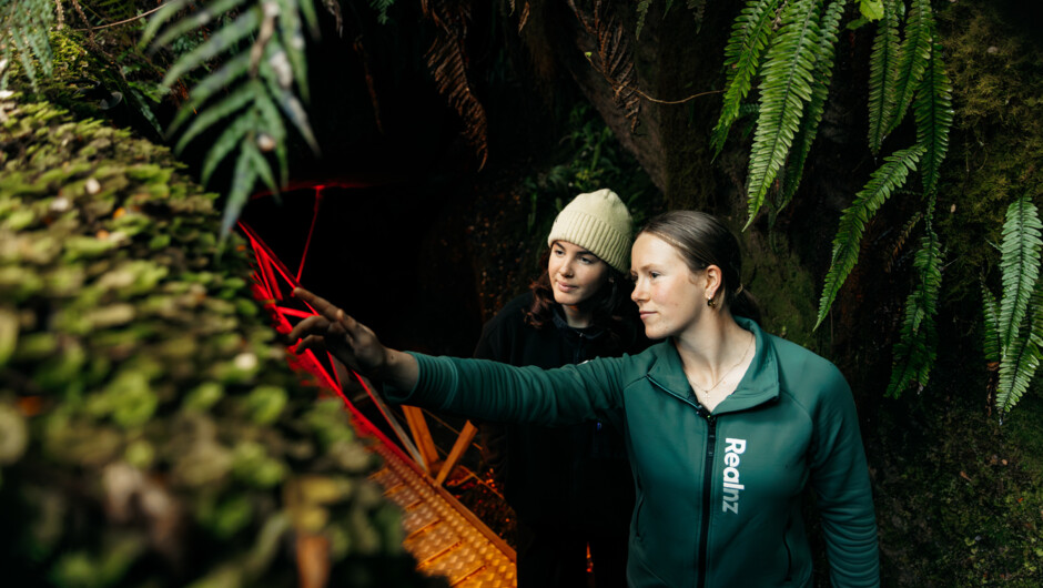 Te Anau Glowworm Caves tour
