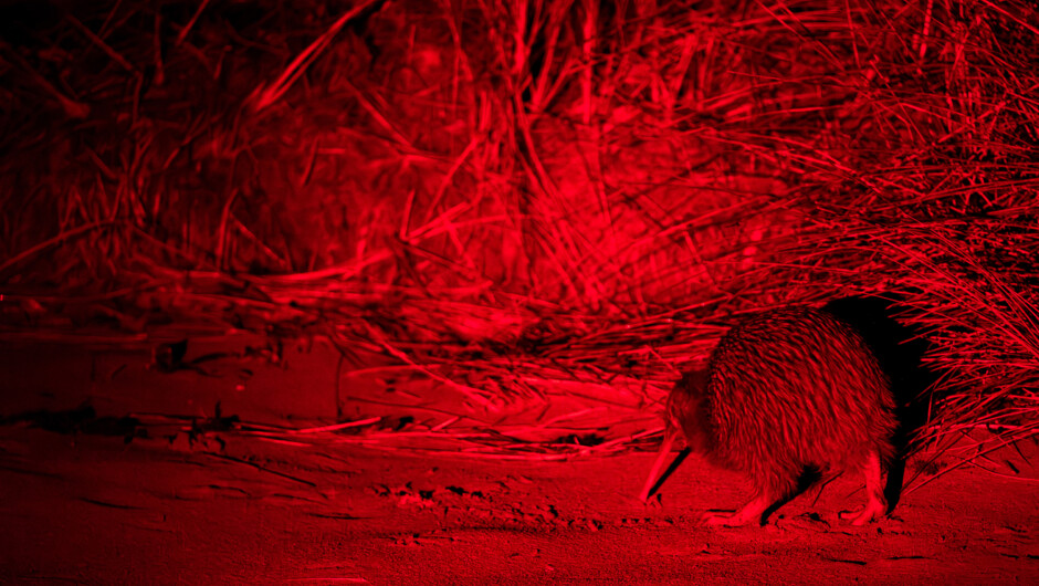 Rakiura Stewart Island Wild Kiwi Encounters