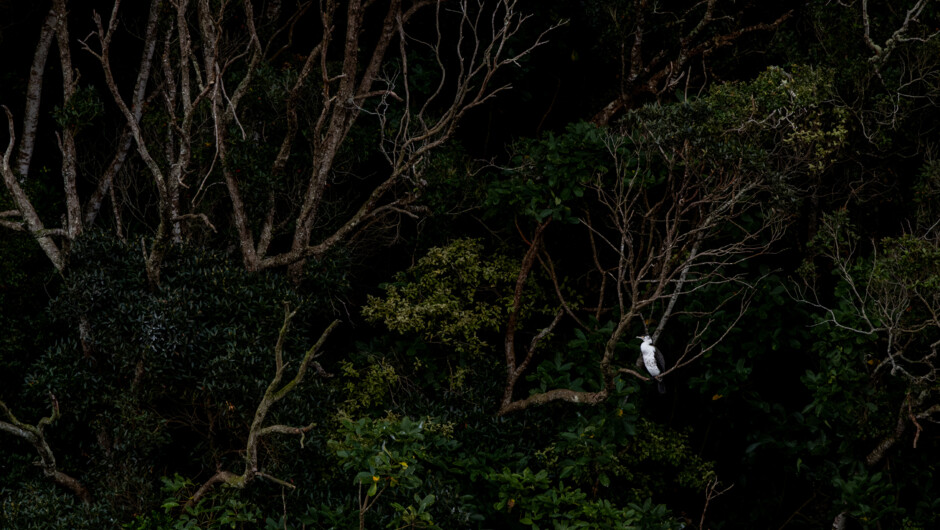 Rakiura Stewart Island Wild Kiwi Encounters wildlife