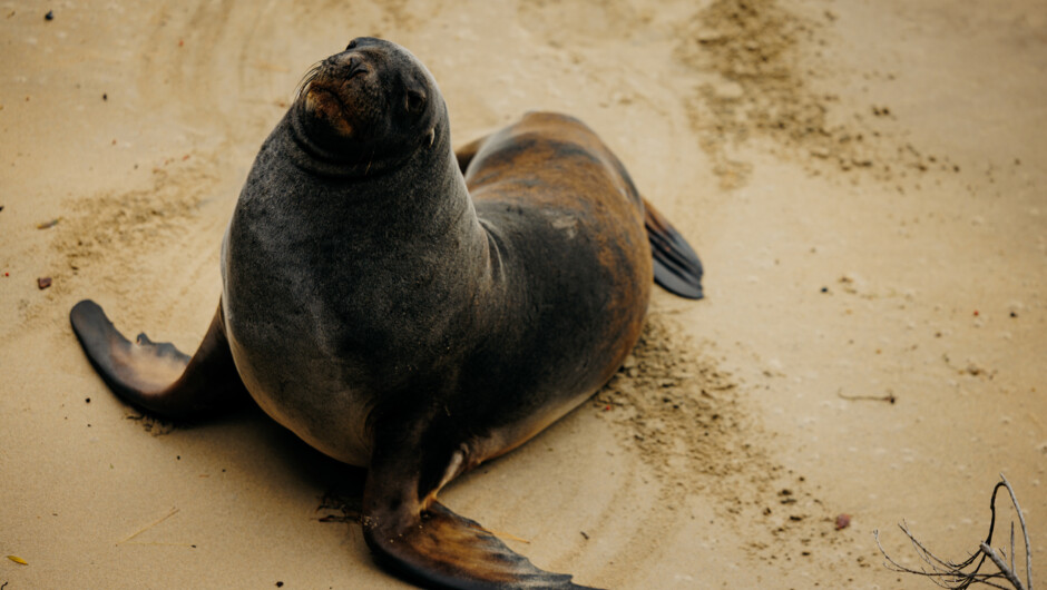 Oneke by day, Walk the Story seal