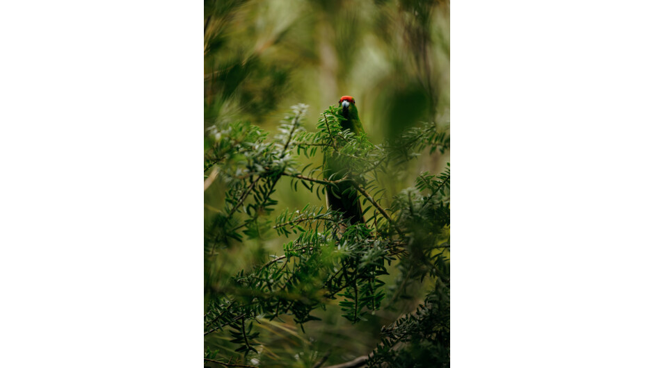 Oneke by day, Walk the Story birdlife