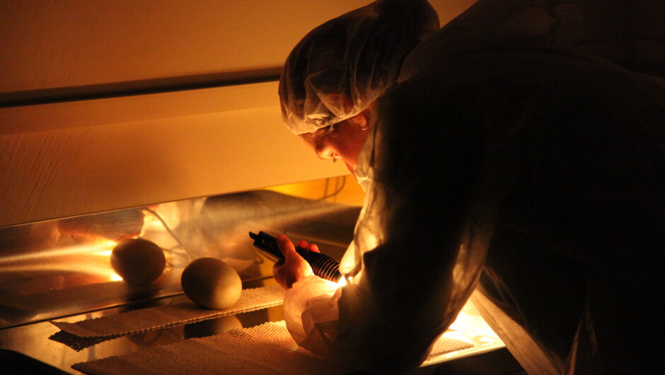 A Kiwi Ranger here is candling a recently arrived egg. See the candling and incubation areas on this tour.