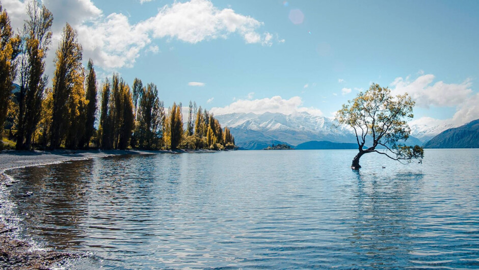 The iconic Wānaka Tree, part of your custom itinerary