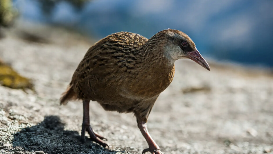 Native wildlife encounters along the way
