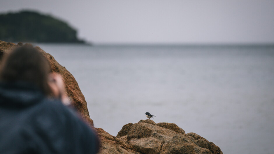 Rakiura in a Day - Ulva Island Explorer