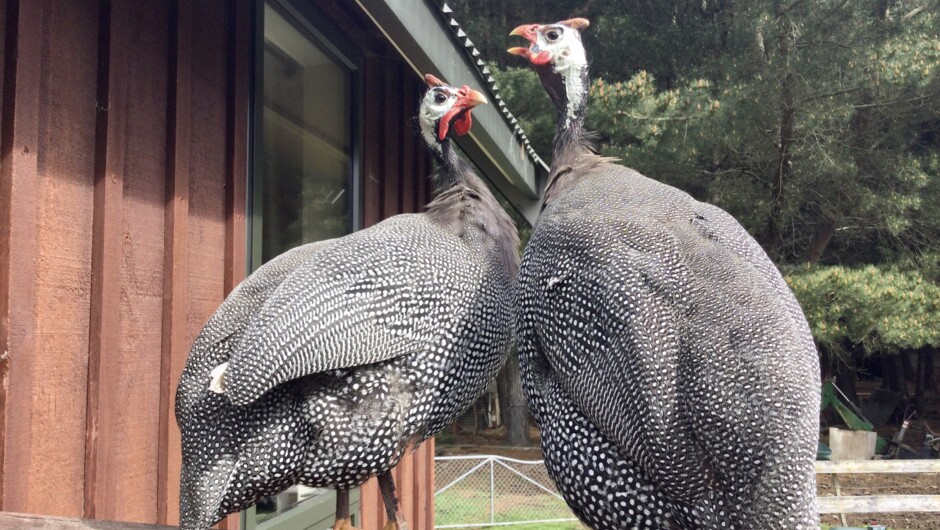 Our very friendly Guinea fowl